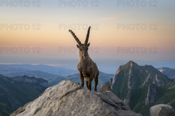 Steinbock (Capra ibex) in front of mountain panorama, male, Alpstein, Appenzell, Switzerland