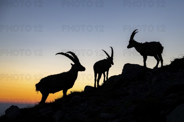 Capricorns (Capra ibex), silhouettes at dusk, male, Alpstein, Appenzell, Switzerland