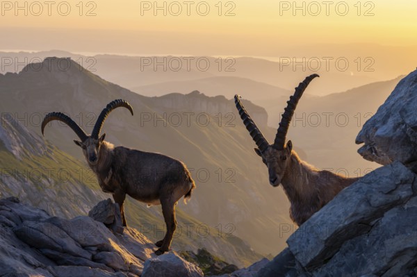 Two ibexes (Capra ibex) in front of mountain panorama, morning mood, male, Alpstein, Appenzell, Switzerland