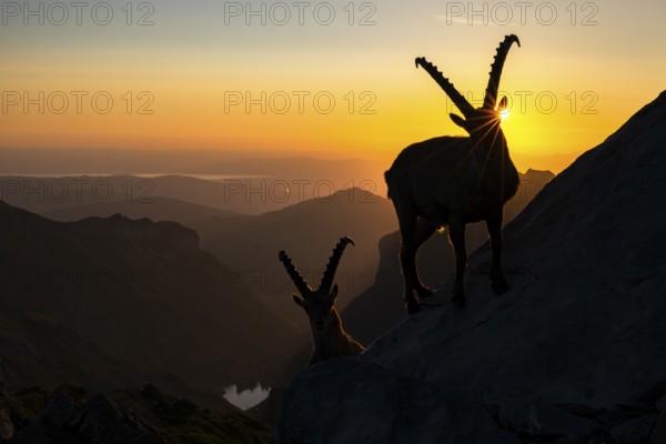 Two Capricorns (Capra ibex), facing the rising sun, male, Alpstein, Appenzell, Switzerland