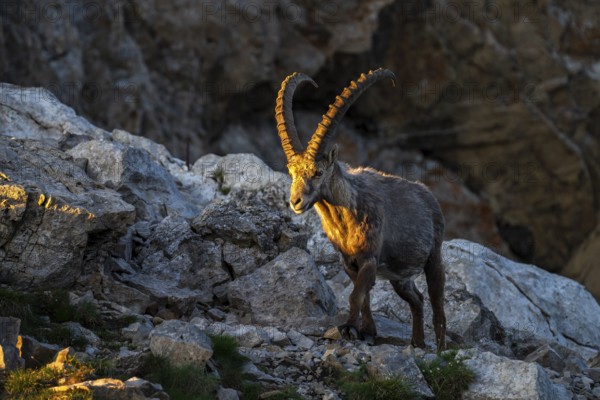 Capricorn (Capra ibex) in evening light, male, Alpstein, Appenzell, Switzerland
