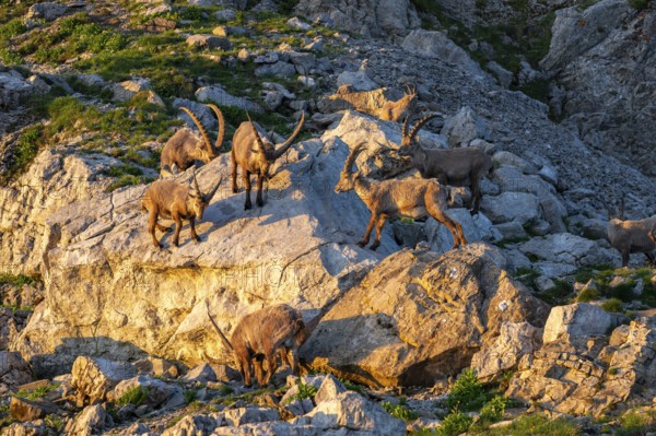 A Capra ibex pack, Alpstein, Appenzell, Switzerland