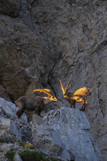 Two Capricorns (Capra ibex) in the evening light, Alpstein, Appenzell, Switzerland