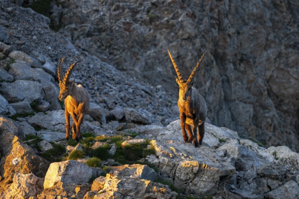 Two Capricorns (Capra ibex) in the evening light, Alpstein, Appenzell, Switzerland