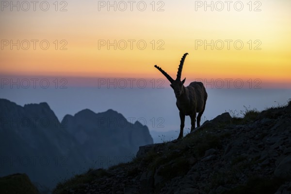 Capricorn (Capra ibex), silhouette at dusk, male, Alpstein, Appenzell, Switzerland