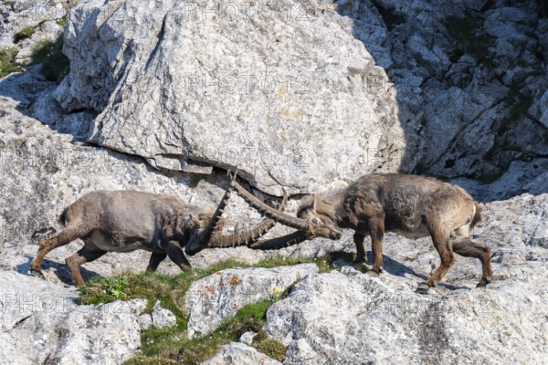 Two Capricorns (Capra ibex), male, fighting in the rock face, Alpstein, Appenzell, Switzerland