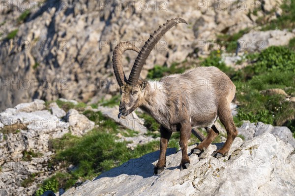 Capricorn (Capra ibex), male, Alpstein, Appenzell, Switzerland