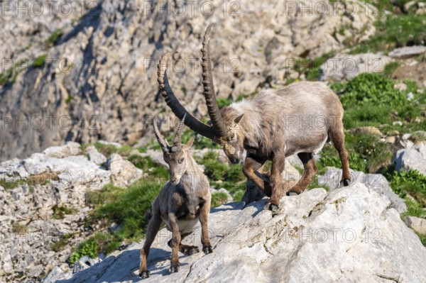 Capricorns (Capra ibex), Alpstein, Appenzell, Switzerland