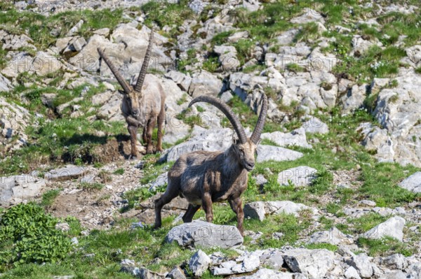 Two Capricorns (Capra ibex), male, Alpstein, Appenzell, Switzerland