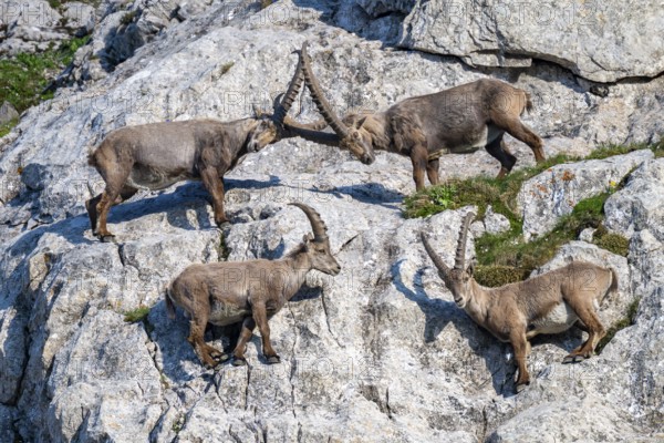 Capricorns (Capra ibex) in the rock face, male, Alpstein, Appenzell, Switzerland