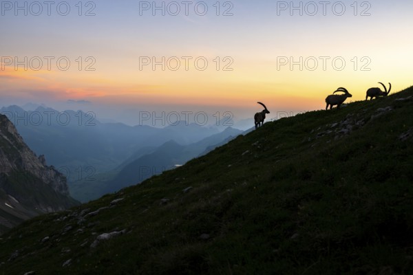 Capricorns (Capra ibex), silhouettes in front of mountain panorama at dusk, male, Alpstein, Appenzell, Switzerland