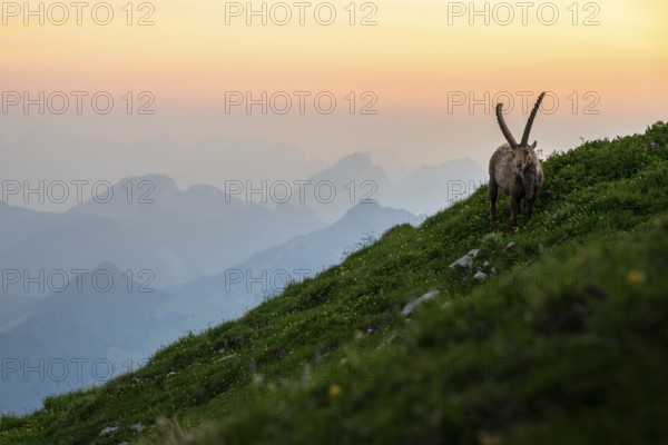 Capra ibex in front of mountain panorama at dusk, male, Alpstein, Appenzell, Switzerland