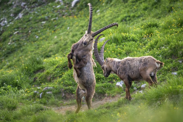 Two Capricorns (Capra ibex), male, fighting, Alpstein, Appenzell, Switzerland