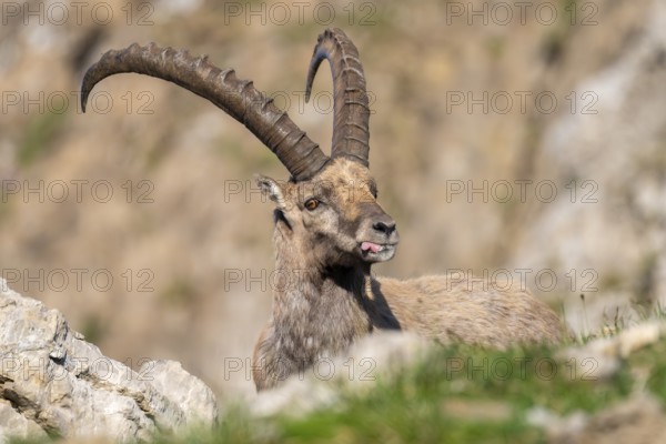 Capricorn (Capra ibex) shows tongue, male, Alpstein, Appenzell, Switzerland