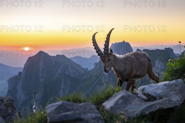 Capricorn (Capra ibex) in front of mountain panorama at sunrise, male, Alpstein, Appenzell, Switzerland
