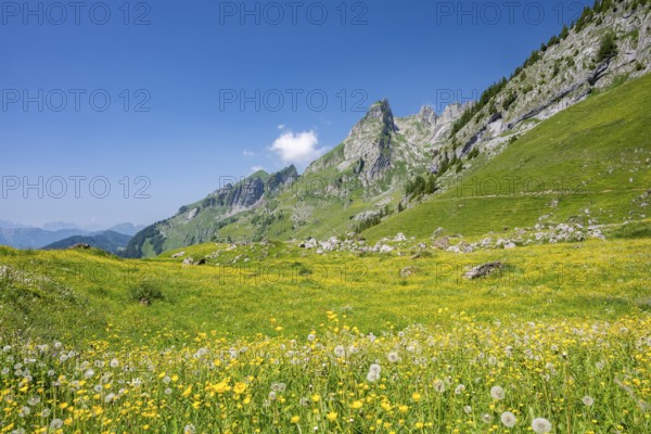 Blooming alpine meadow with mountain panorama, Alpstein, Appenzell, Switzerland