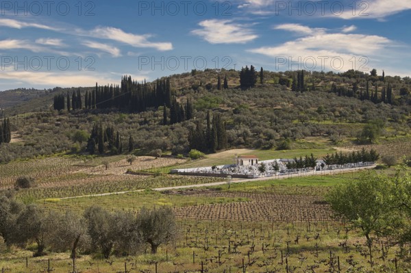 Hilly landscape with cypresses and vineyards under a clear blue sky, vineyards, Nemea, wine-growing region, Peloponnese, Greece
