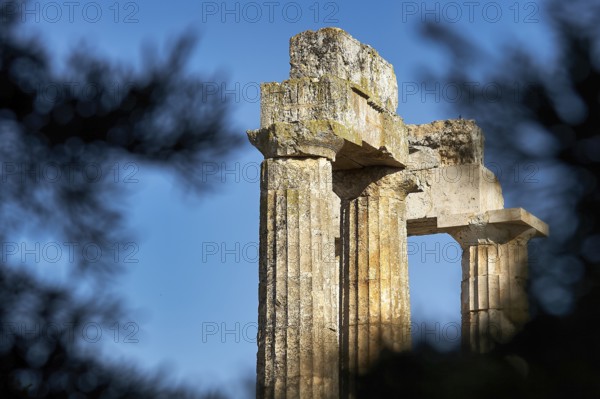 Fragments of columns framed by trees, clear sky, Nemea, Ancient Zeus Heightum, Archaeological Site, Peloponnese, Greece
