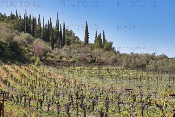 Vineyards and tall cypresses against a clear blue sky in a spring-like landscape, vineyards, Nemea, wine-growing region, Peloponnese, Greece