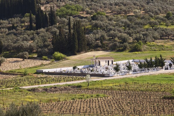 Vineyards with a small chapel surrounded by cypresses and trees in a quiet landscape, vineyards, Nemea, wine-growing region, Peloponnese, Greece