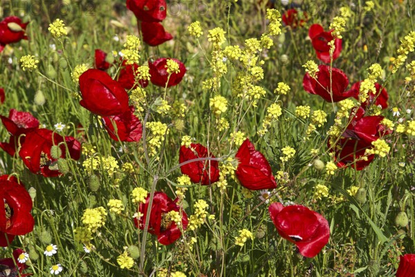 Close-up of bright red poppies and yellow flowers on a spring meadow, Nemea, Ancient Zeus Church, Archaeological Site, Peloponnese, Greece