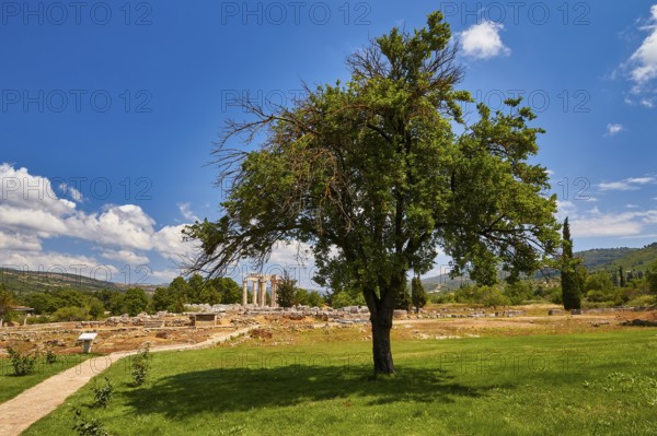A tree stands in front of ancient ruins on a green meadow with bright blue sky, Nemea, Ancient Zeus Heightum, Archaeological Site, Peloponnese, Greece