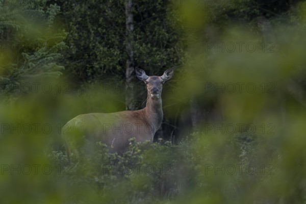 Late in the evening, the rottier (Cervus elaphus) moved to a clearing to graze, with great certainty she laid her calf close by, birth, seeding time, Denmark