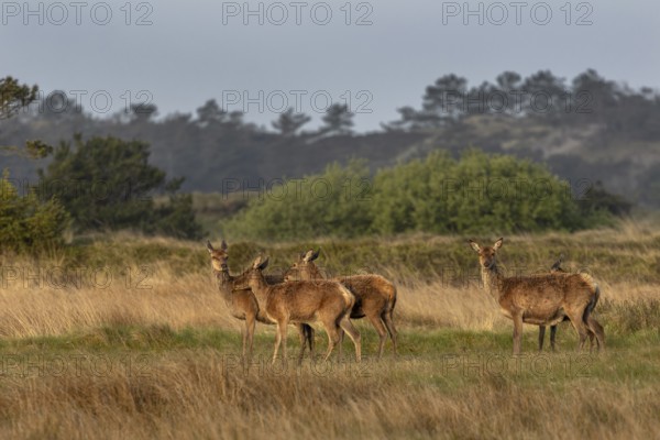 In the evening, a deer drudel (Cervus elaphus) comes out of the forest to graze, Denmark