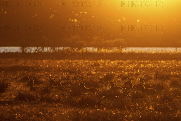 In the light of the setting sun, a deer pack (Cervus elaphus) is resting in a meadow, many animals ruminate, sunset, evening mood, Denmark