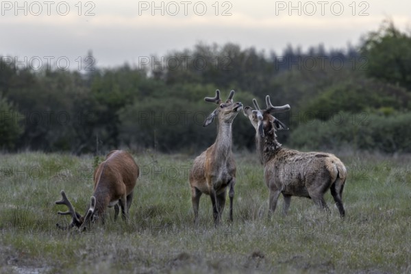 The dueling red deer (Cervus elaphus) are about to stand on their hind legs, bastion antlers, ranking, fight, dispute, Denmark