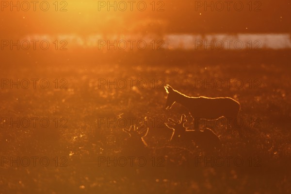 After getting up, the rottier (Cervus elaphus) stretches and stretches, a behavior that can often be observed, sunset, evening mood, Denmark