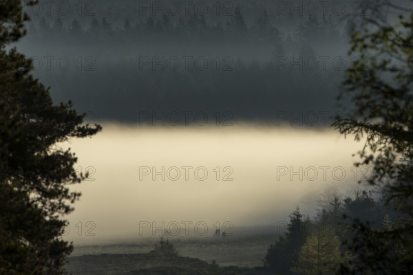A glimpse of another time with three peacefully grazing rotting animals (Cervus elaphus), the fog slowly rises and reveals a view of the large heath, fog landscape, Denmark