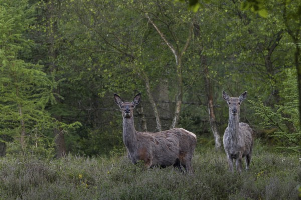 At the beginning of May, the rottifers (Cervus elaphus) finally find fresh green in the forest again and in four weeks the first deer calves are born, setting time, spring, Denmark
