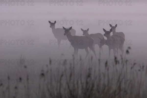 Even though the fog provides shelter for rotted animals (Cervus elaphus) and calves, it also provides cover for their enemies, which is why constant vigilance is required, fog landscape, Denmark