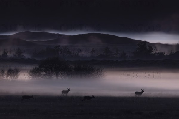 The sun has long since disappeared behind the horizon, the rising ground fog begins to glow due to the reflection of the sky and appears in it as if out of nowhere, shadowy red deer (Cervus elaphus), foggy, mystical, Denmark