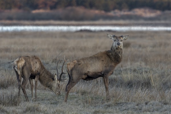 While a red deer (Cervus elaphus) shed its antlers about 3 weeks ago, its companion is still wearing the headdress from the previous year, discard time, antler drop, Denmark