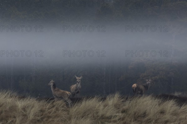 The morning fog slowly lifts and reveals a small group of red deer (Cervus elaphus), fog, heathland, Denmark