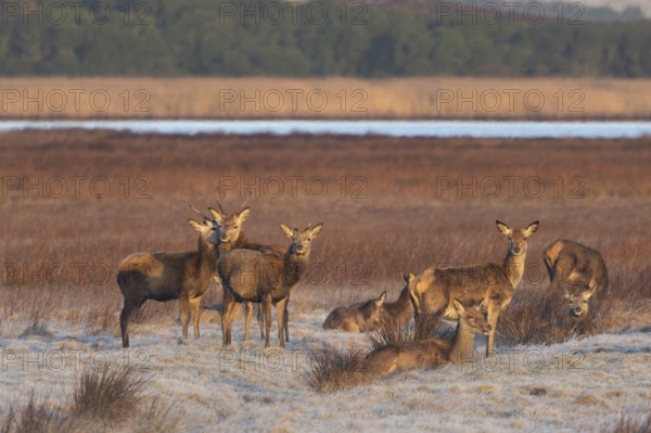 If you closely observe bald deer packs, you will notice that the red deer spewers (Cervus elaphus) often form a small group within the herd, social contact, relationship, proximity, Denmark