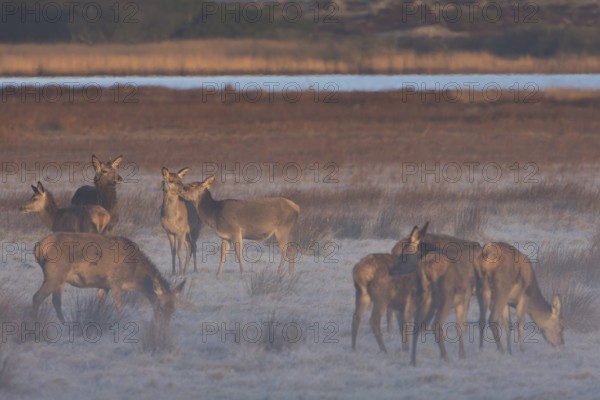 A rottier (Cervus elaphus) nibbles on the neck of its calf, which visibly enjoys this social contact, social contact, relationship, proximity, Denmark