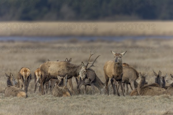 Since older red deer (Cervus elaphus) usually lose their antlers first, younger deer still with antlers like to take advantage of the moment and try to demonstrate dominance to the elderly, ranking, fighting, dispute, Denmark