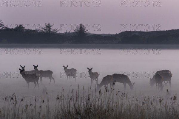Groups offer rotters (Cervus elaphus) and calves good protection against predators, as each pack member observes the environment at intervals and warns everyone in good time when there is danger, fog landscape, Denmark