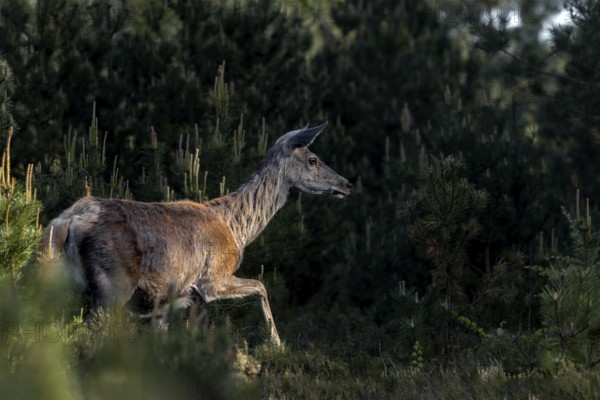 The tense, curious behavior of the red animal (Cervus elaphus) signals that there must be something unknown right in front of her, caution, tension, Denmark