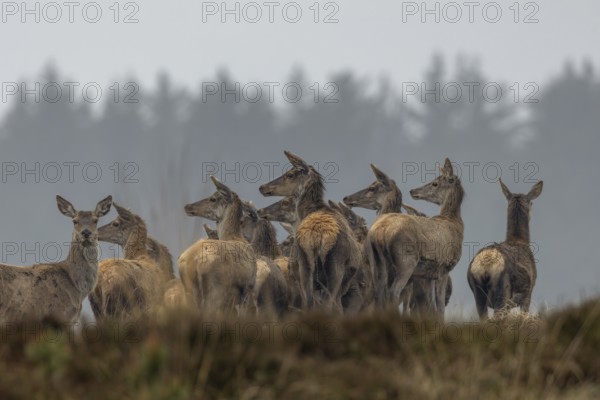 Strensely and visibly curious, the deer drudel (Cervus elaphus) watches a wolf (Canis lupus) running past them about 100 m away, hunting, wolf attack, Denmark