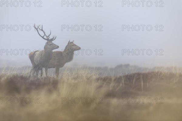 A red deer (Cervus elaphus) without a headdress, while its companion still wears both antlers, but these will also be dropped in the next few days, drop time, antler drop, fog, Denmark
