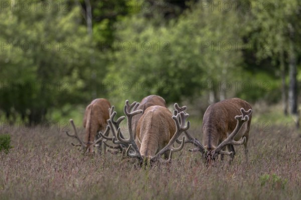 A frontal view of grazing red deer (Cervus elaphus) is an impressive sight, bastion antlers, sweeping, Denmark