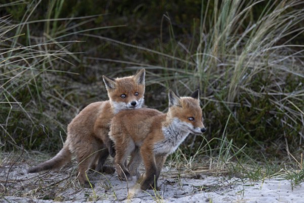 In the late evening, the activity phase of red fox pups (Vulpes vulpes) increases once again, play, fight, fox burrow, young fox, Denmark