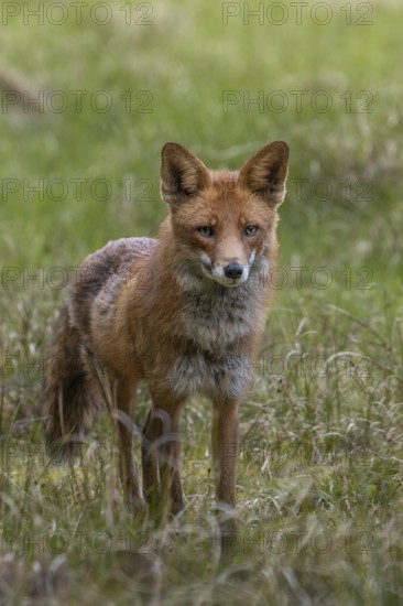 Something attracts the attention of the red fox (Vulpes vulpes), Denmark
