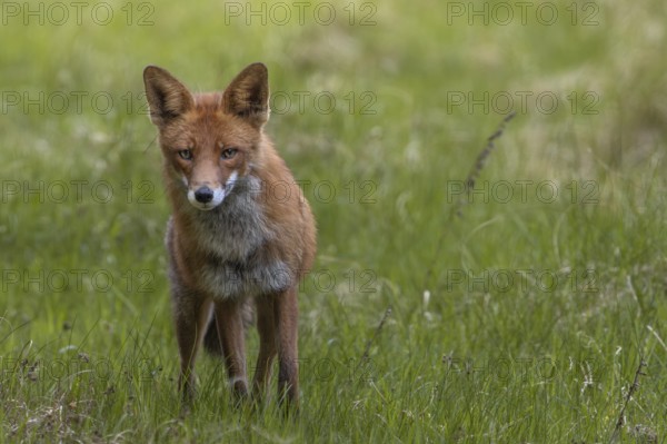 Concentrated, the red fox (Vulpes vulpes) tries to find the source of the sound, alert, skeptical, Denmark