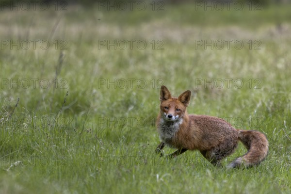 The red fox (Vulpes vulpes) reacts immediately when the squeak of a mouse is imitated, Denmark