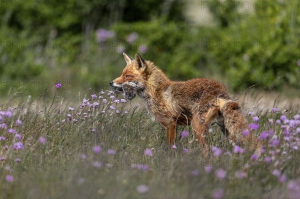 A red fox fähe (Vulpes vulpes) with a few mice in the catch, for the puppies waiting at the burrow, prey, food, rearing boys, Denmark